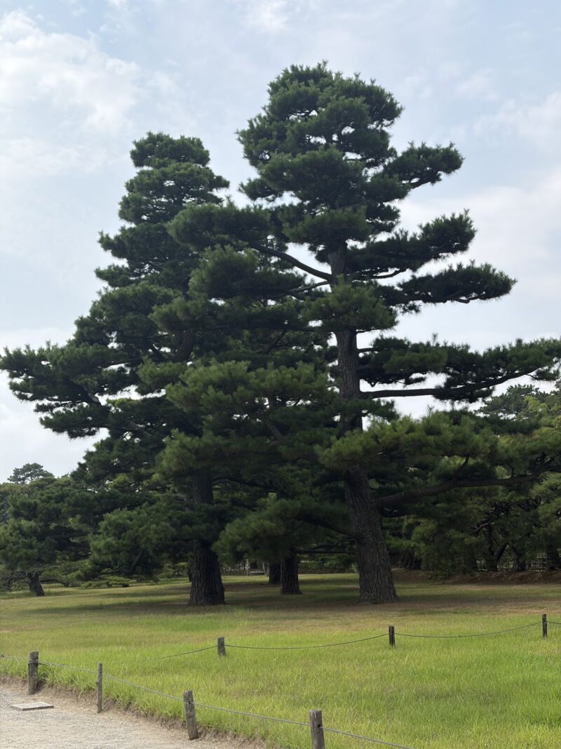 栗林公園 松の木